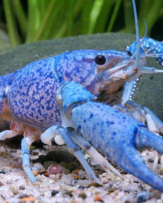 GAMBERI e CROSTACEI ORNAMENTALI acqua dolce