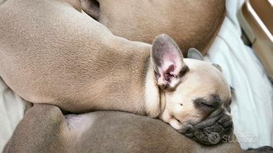 Bulldog francese femmina