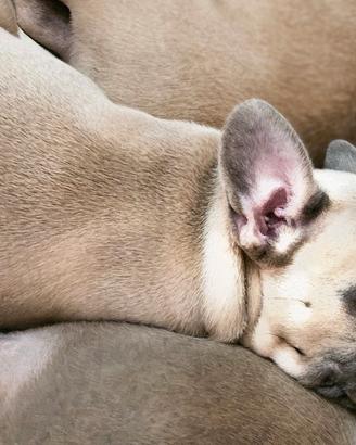 Bulldog francese femmina