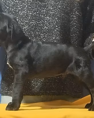 Cucciole di Cane Corso pedigree Enci