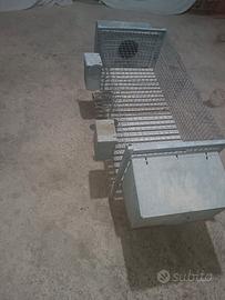 Gabbie conigli fattrici