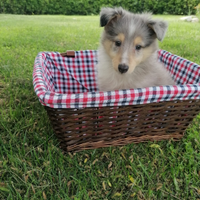 Pastore SHETLAND con pedigree