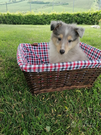 Pastore SHETLAND con pedigree