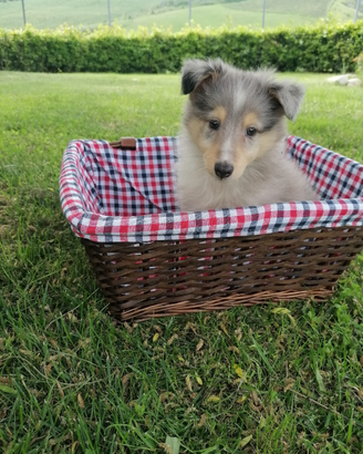 Pastore SHETLAND con pedigree