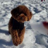 Barboncino nano con pedigree per accoppiamento