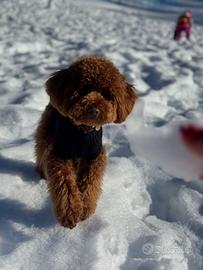 Barboncino nano con pedigree per accoppiamento