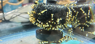 Caridine PBL Pure Black Line