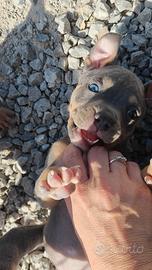Pitbull 