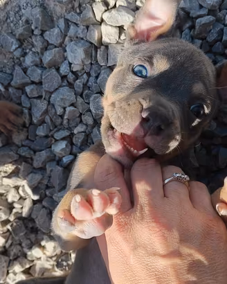 Pitbull 