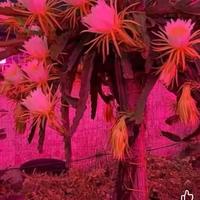 Cactus Pitaya, talee e piante radicate