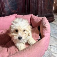 Barboncini maschi, dolci e piccoli