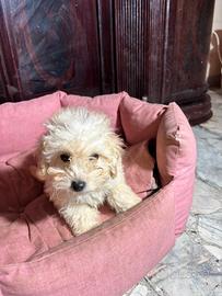 Barboncini maschi, dolci e piccoli