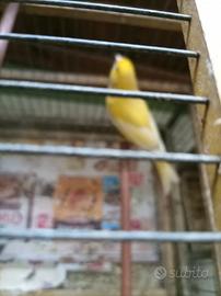 Canarino maschio Giallo