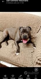 American bully Pitt bull