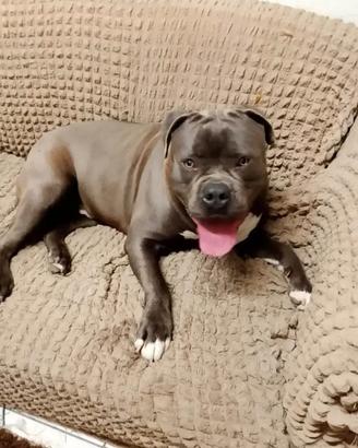 American bully Pitt bull
