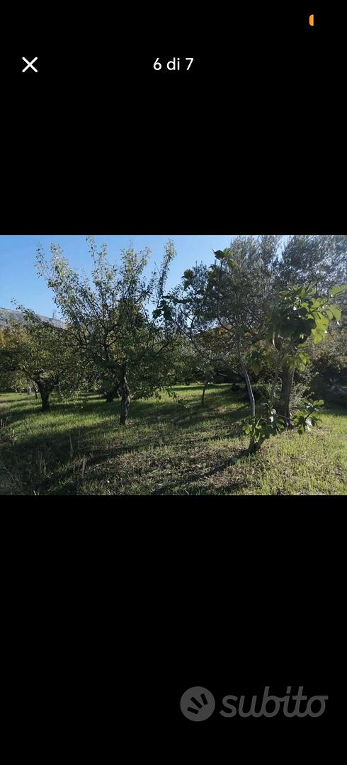 Terreno con alberi da frutto - Vista 5