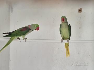 Pulletti di grande Alessandrino