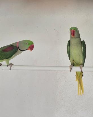 Pulletti di grande Alessandrino