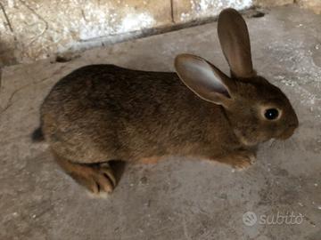 Conigli