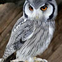 Assiolo faccia bianca (Ptilopsis leucotis) Cites