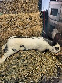 Conigli papillon gigante