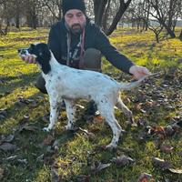 Cucciolo di setter inglese