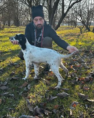 Cucciolo di setter inglese