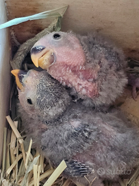 Pullo di pappagallino