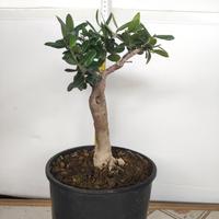 Ulivo prebonsai U5