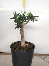 Ulivo prebonsai U5