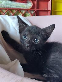 Zed gattino 2 mesi
