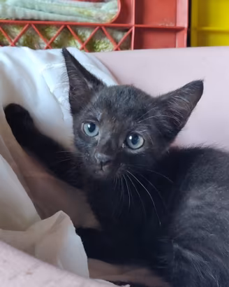 Zed gattino 2 mesi