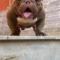 Micro bully