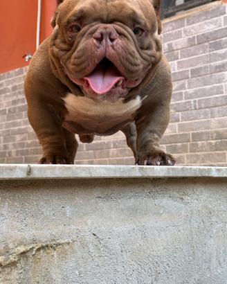 Micro bully
