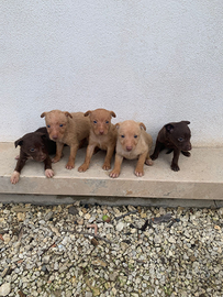 Podenco Andaluso