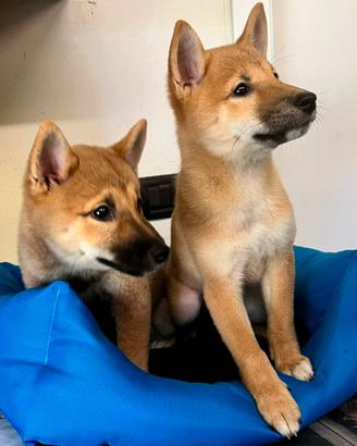 Piccoli cuccioli di shiba inu