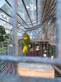 Coppia KAKARITI