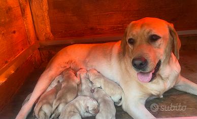Labrador retriever