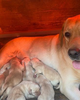 Labrador retriever