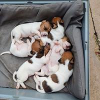 Cuccioli jack Russell