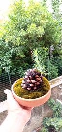 pino silvestre su pigna 
