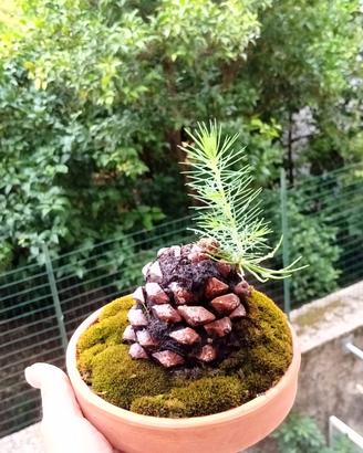 pino silvestre su pigna 