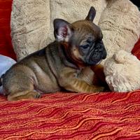 Cuccioli bulldog francese