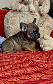 Cuccioli bulldog francese