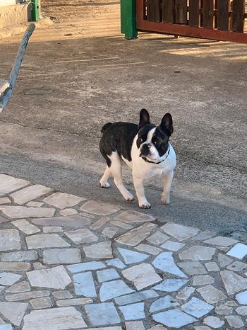 Bulldog Francese per monta
 in vendita a Crotone
