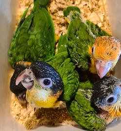 Caicco testa nera e gialla