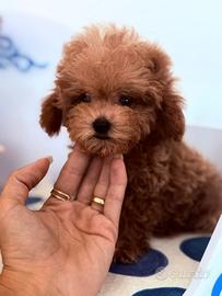 Maltipoo