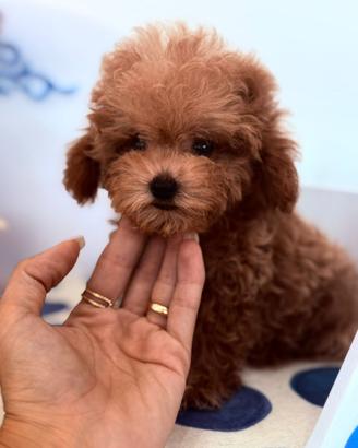 Maltipoo