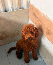 Cucciola di barboncino Toy red brown