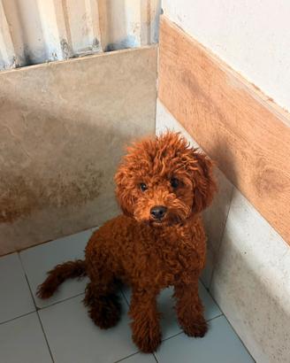 Cucciola di barboncino Toy red brown